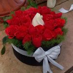 گل فروشی آدنیوم