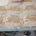 بربری نمونه