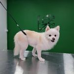 هتل پانسیون خانه دوم(پانسیون حیوانات)