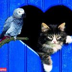 کلینیک دامپزشکی یزدان