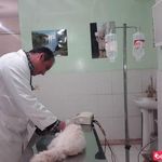 کلینیک دامپزشکی یزدان