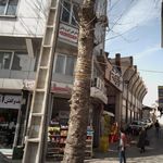 دکتر محمدپورافراسیابی