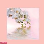 دکتر مهشید فریدی