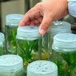 آزمايشگاه كشت بافت