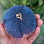 نهالستان انگور رویان تاک