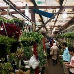 بازار گل و گیاه غرب تهران