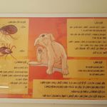 کلینیک صحیح دامپزشکی دکتر مهرداد کریمی