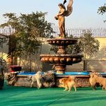 پانسیون سگ والکریا