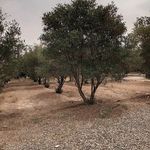 بوستان ریحانه