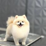 امین شمس فرشباف