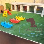 هتل پانسیون گربه و سگ ساوا پت در کرج