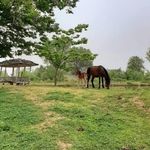 ویلای دو درخت