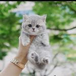 پت شاپ قلعه حیوانات