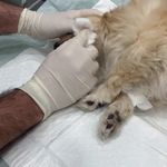 کلینیک دامپزشکی لیام