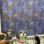 درمانگاه دامپزشکی و پت شاپ داروین