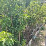 نهال درخت گل و گیاه فروشی