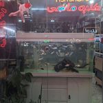 آکواریوم فرشتگان دریا