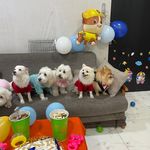 فروشگاه پت شاپ ریوان