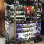 فروشگاه هوم کاکتوس