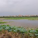مجموعه تفریحی تالاب نیلوفرآبی