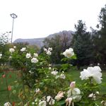پارک پردیس وبازارچه محلی
