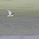 تالاب عشق آباد (دریاچه عشق آباد)