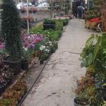 گل فروشی نصیری