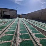 کارخانه قالیشویی ادیب شعبه گیلان