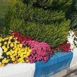 مصطفی پورقلی ولدی