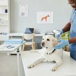 کلینیک دامپزشکی نور مصفا