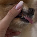 کیلینیک دامپزشکی و آرایشگاه حیوانات کارو