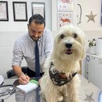 کلینیک دامپزشکی دکتر حمید داودی نیا