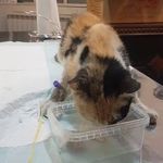 کلینیک دامپزشکی پاندورا