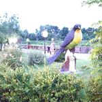 پارک توحید رشت