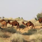 کافی نت سورنا ،شهنیا