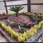 باغبانی گل کاری هرس کاری تعویز خاک گلدان