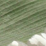 دکتر حسین بهرامی