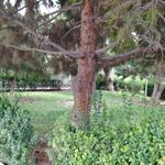 پارک بهاران (بوستان بهاران)