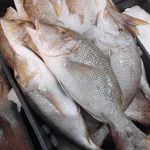 پروتئین مرغ ماهی راشگو