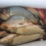 پروتئین مرغ ماهی راشگو