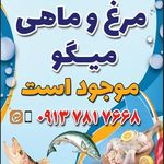 پروتئین مرغ ماهی راشگو