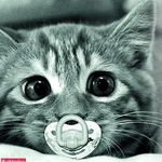 کلینیک دامپزشکی هرمس