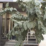 بانک صادرات ایران