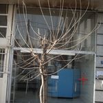 لواش نانوایی