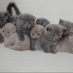 پت شاپ قلعه حیوانات