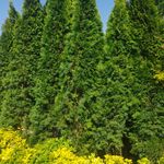 خدمات باغبانی هرس کاری صاحبدل