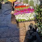 خدمات باغبانی گلکاری محمدی