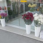 گل فروشی کاملیا