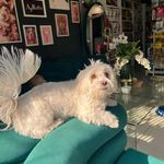 پانسیون و پت شاپ افروپت