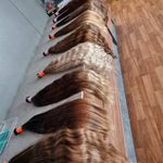 اکستنشن ونوس